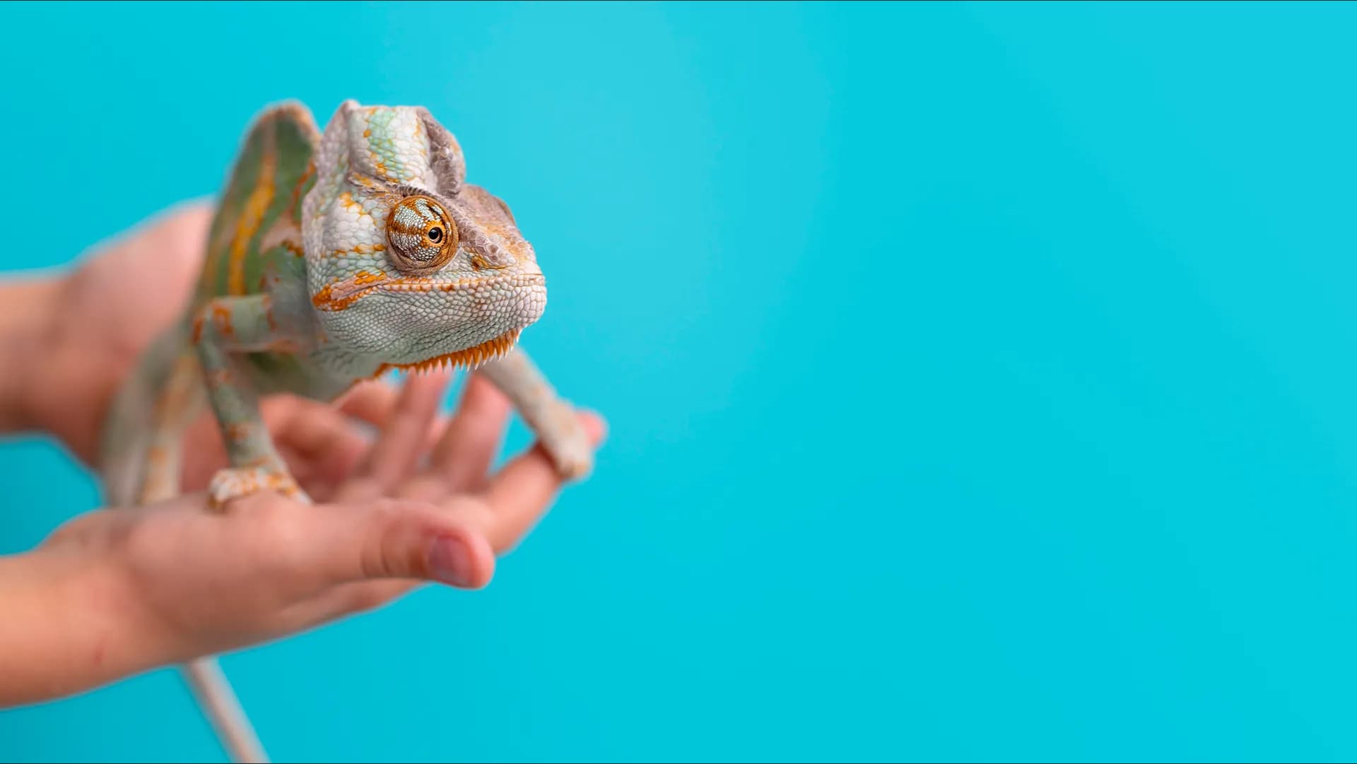 ЗООПАРК «БЕЛЫЙ КЕНГУРУ»